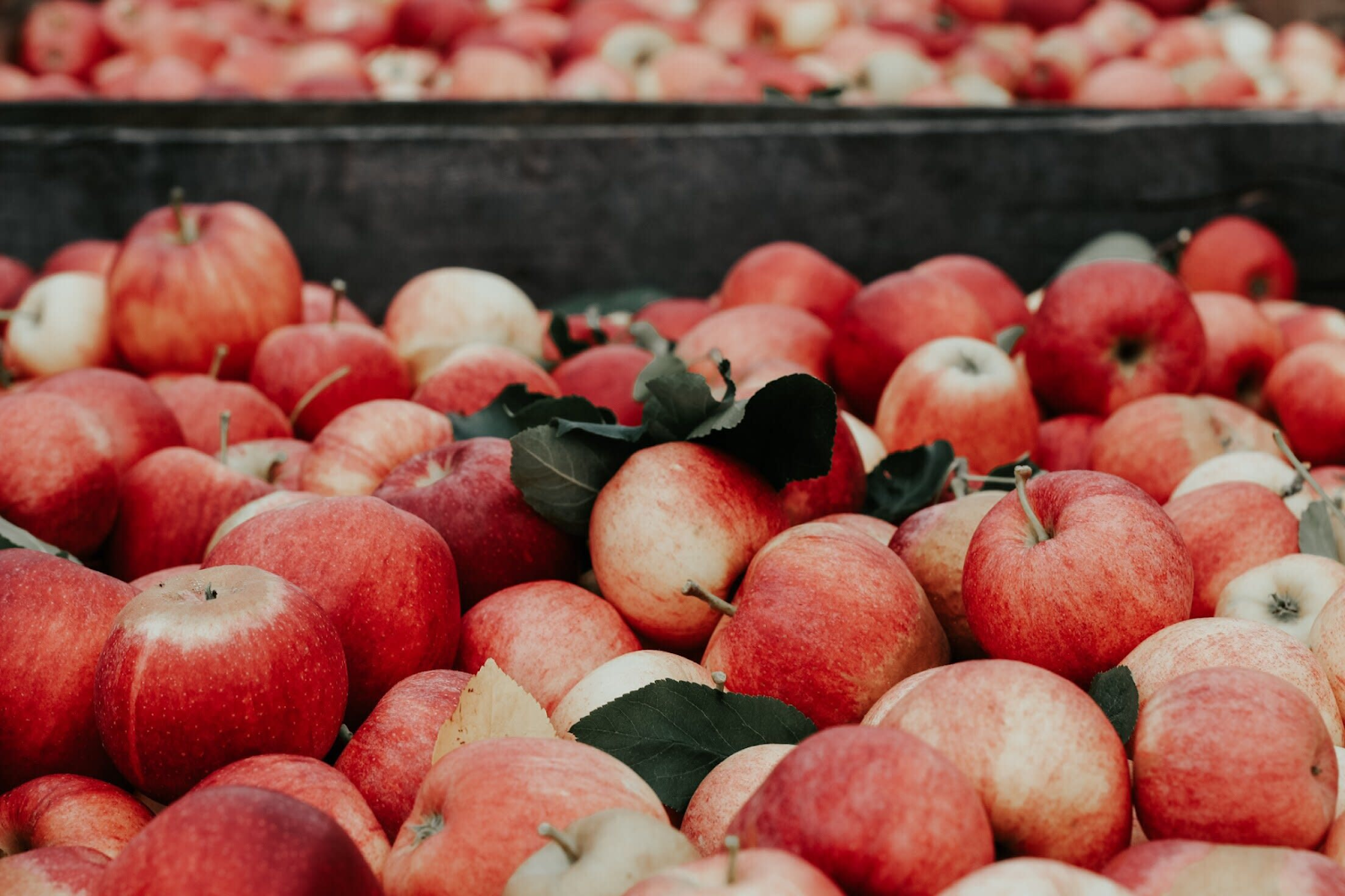 APPLE PICKING GUIDE