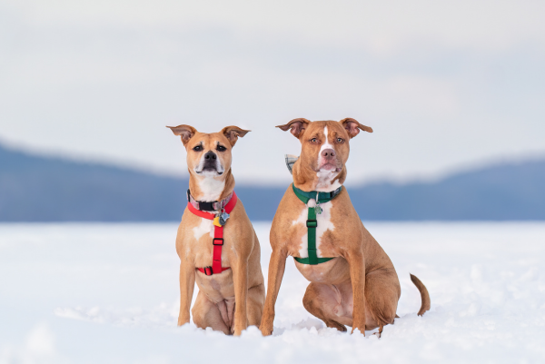 Nearby Dog Parks & Open Spaces