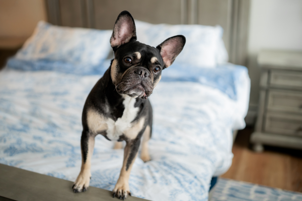 Local Veterinary Clinics