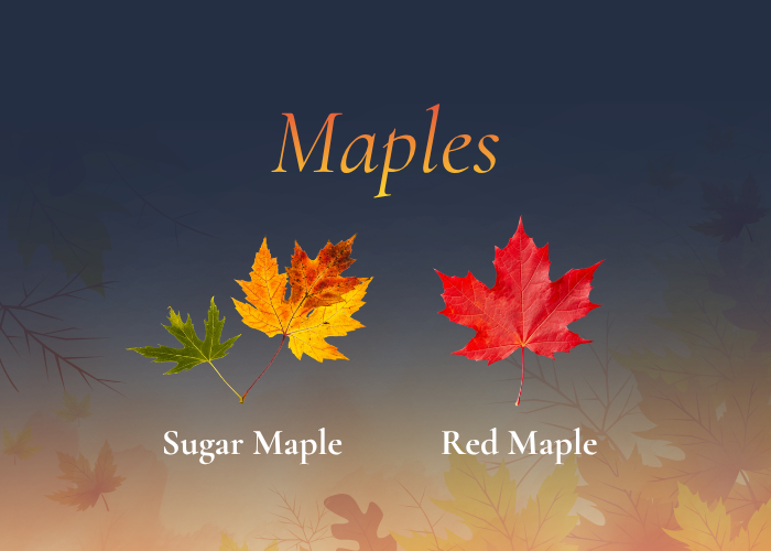 Lakeshore Vermont’s Fall Foliage Guide