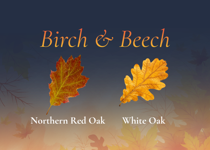 Lakeshore Vermont’s Fall Foliage Guide