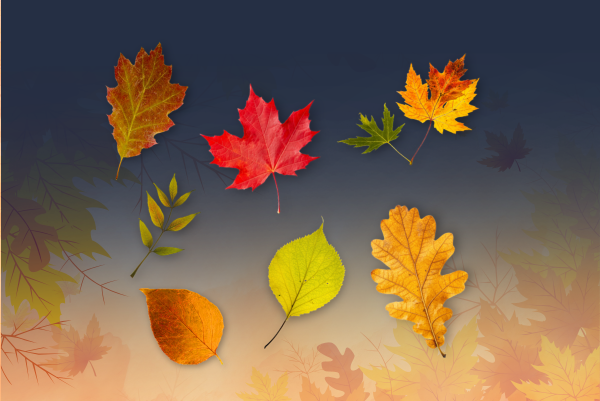 Discover Vermont’s Fall Leaves