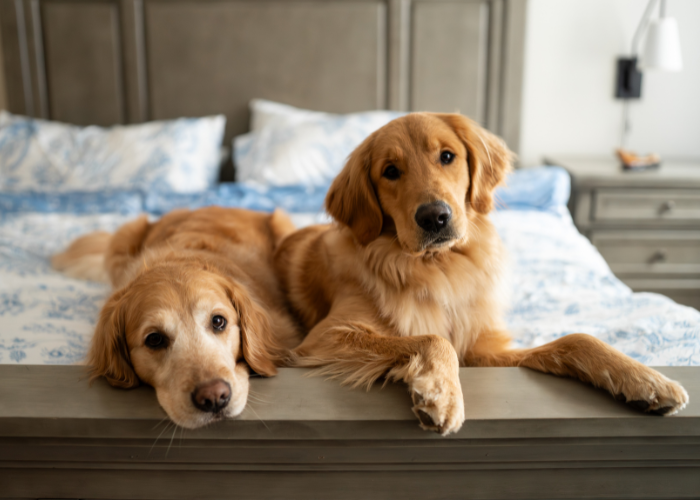 Lakeshore Vermont Pet Guest Guide: Pet-Friendly Stays in Colchester