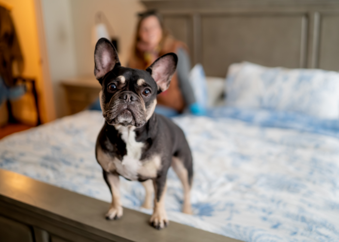 Lakeshore Vermont Pet Guest Guide: Pet-Friendly Stays in Colchester