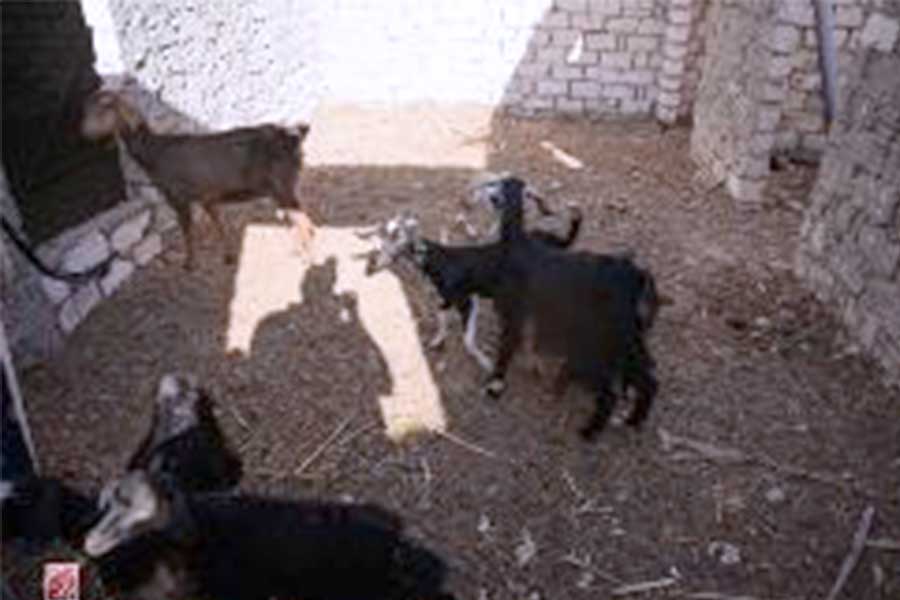 Goat breeding project