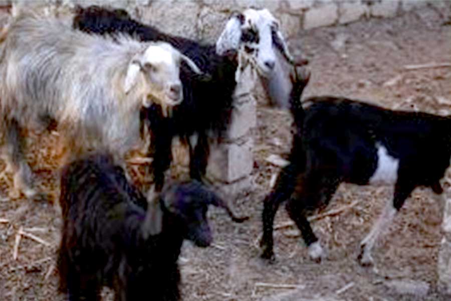 Goat breeding project