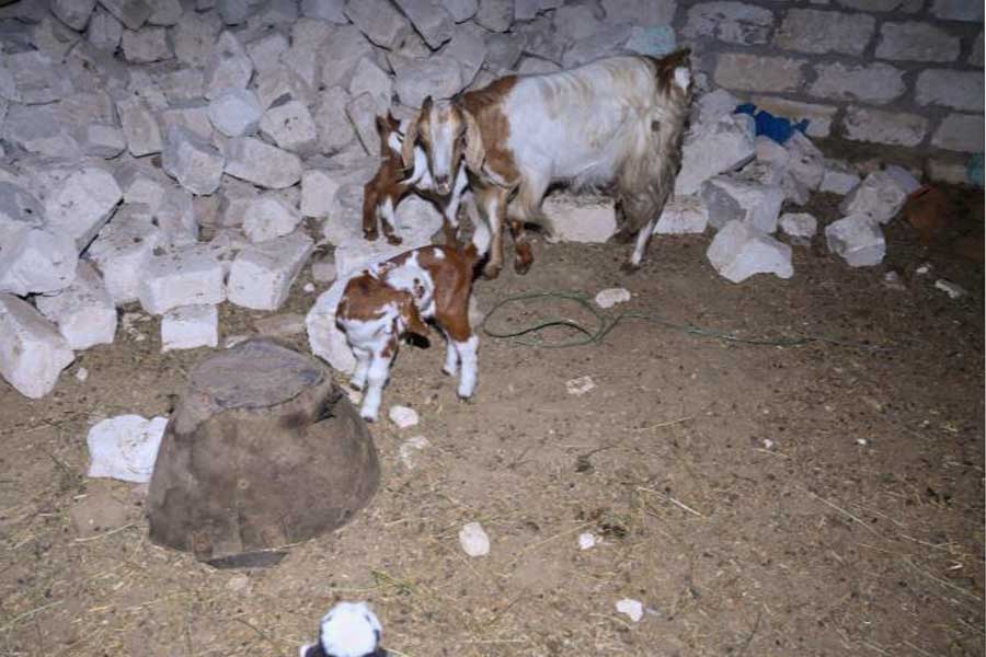 Goat breeding project