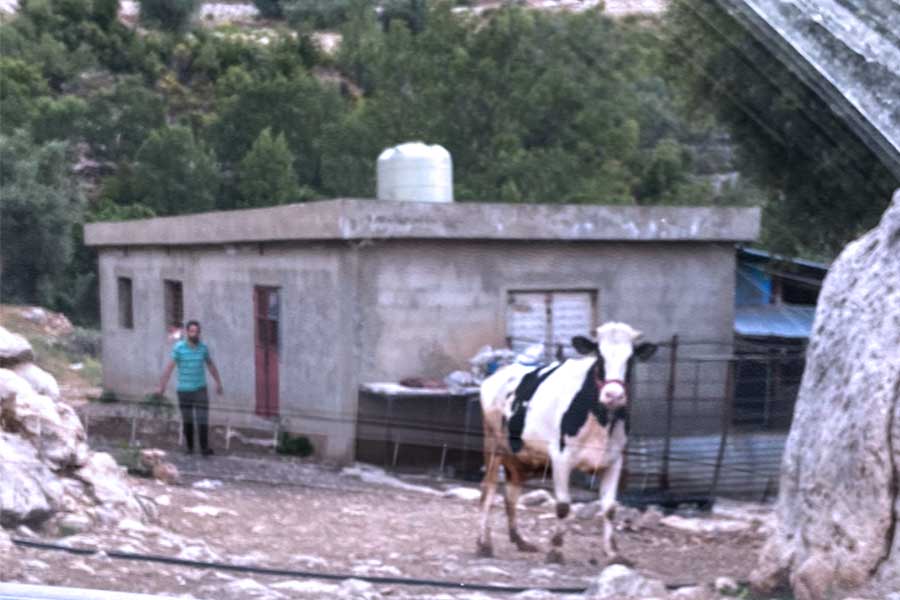 Dairy Farm - Tarek