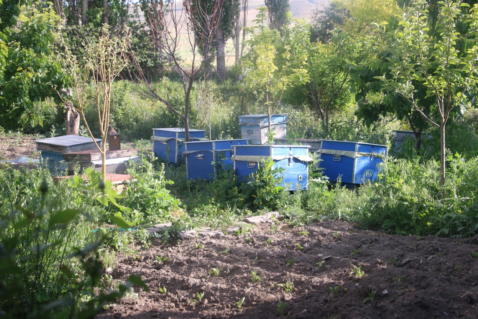 Beekeeping Business