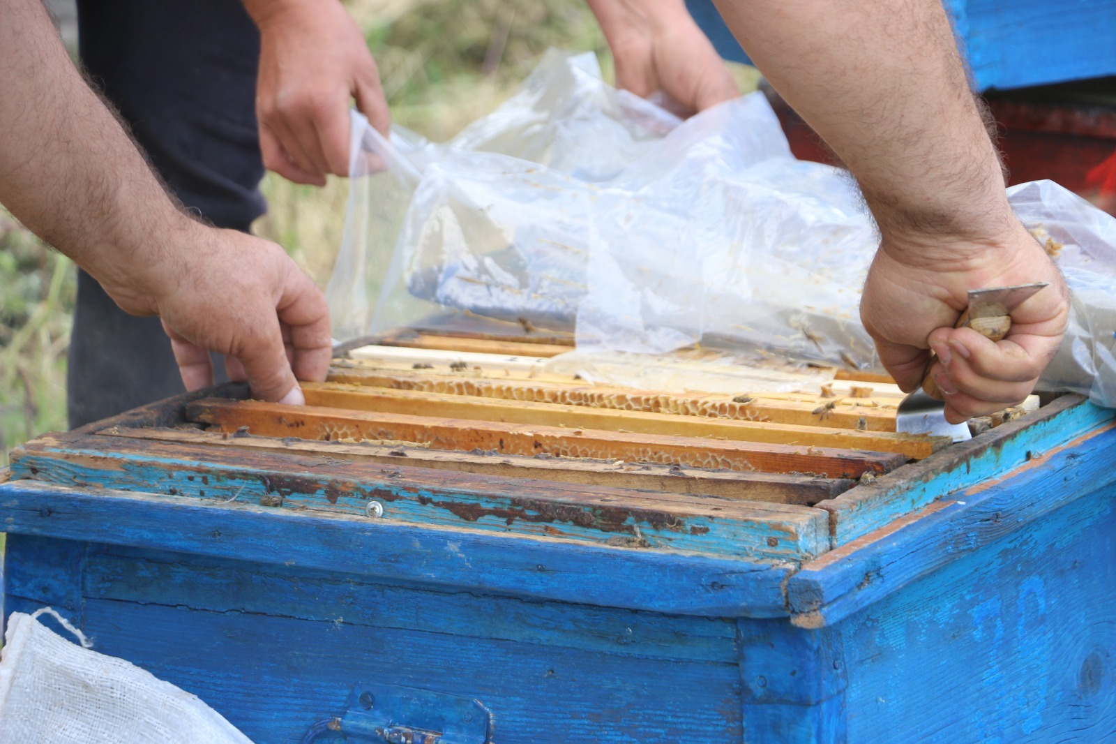 Beekeeping Business