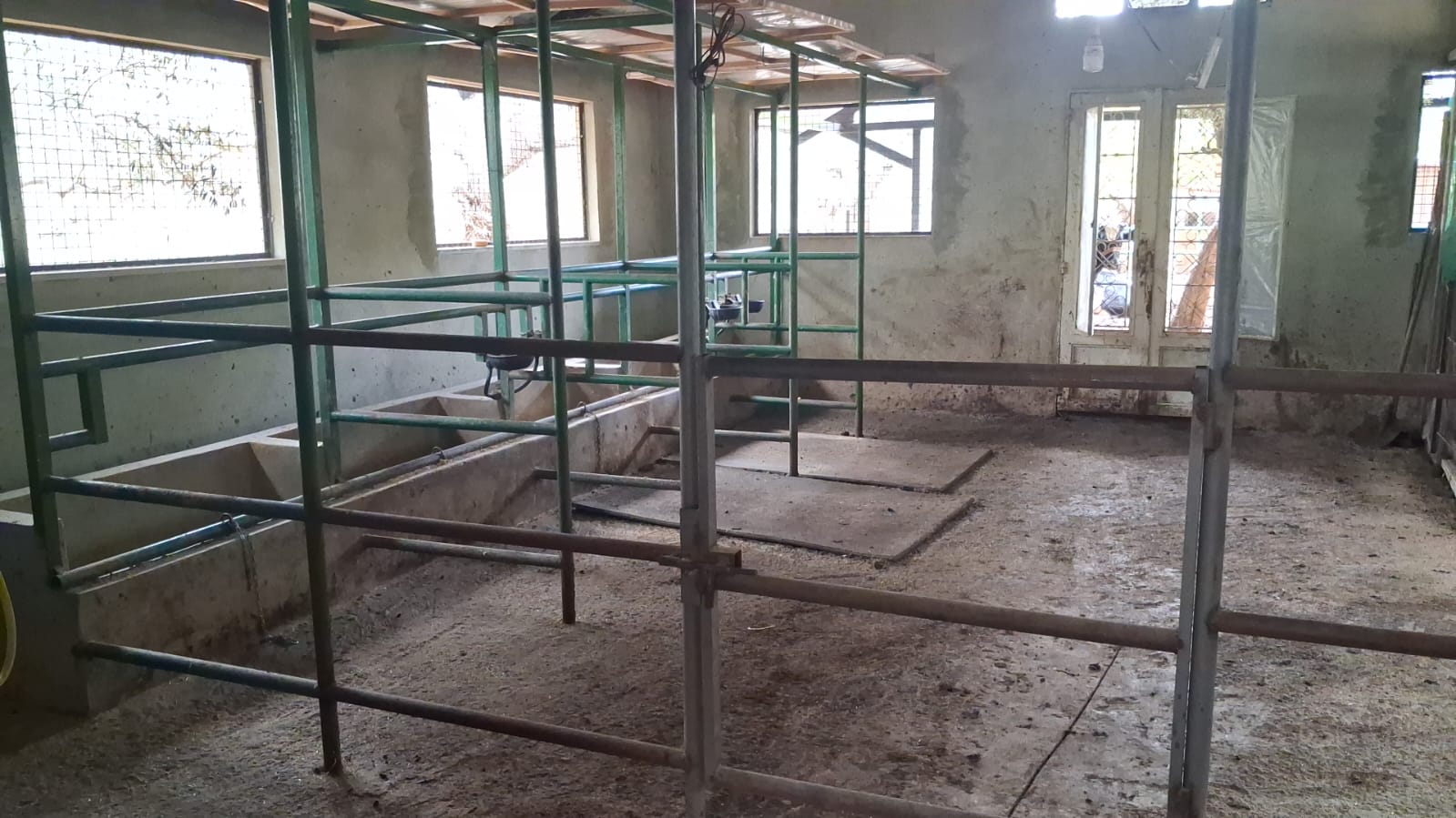Dairy Farm - Tarek