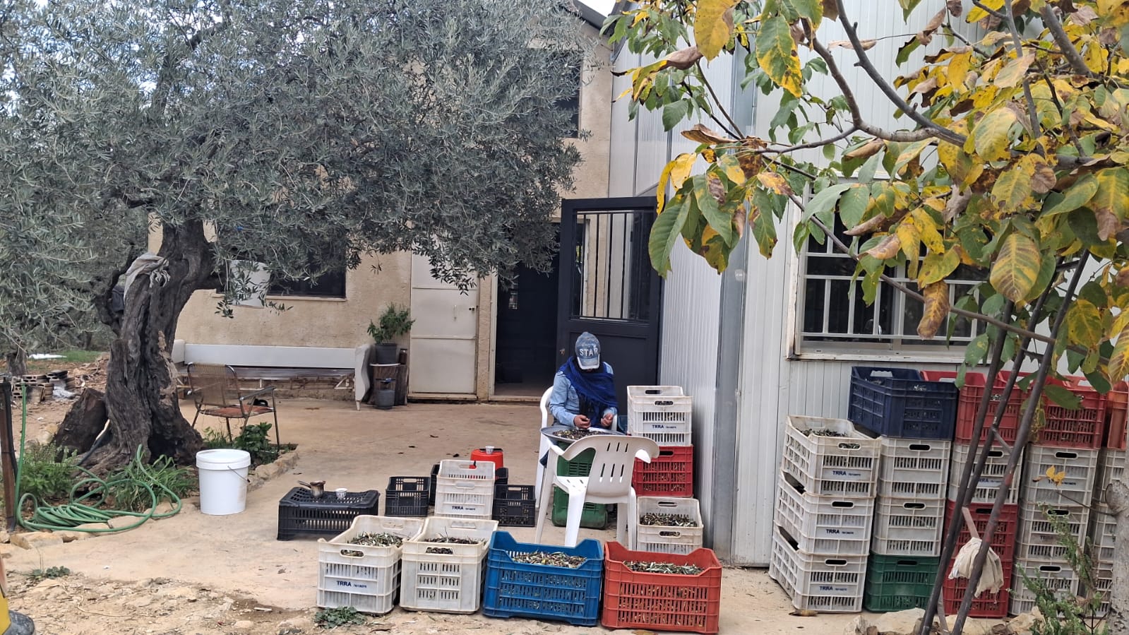 Dairy Farm - Tarek