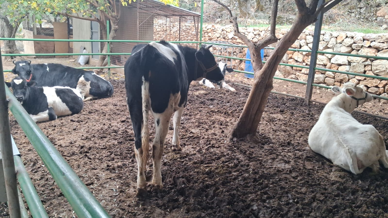 Dairy Farm - Tarek
