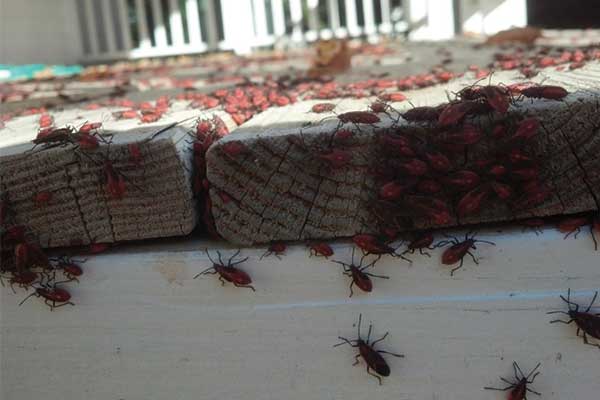 Boxelder Beetles