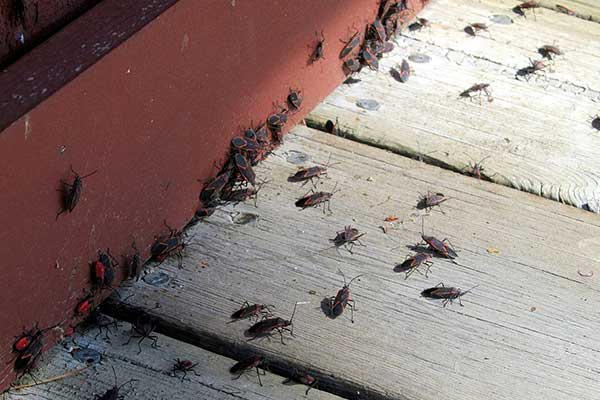 Boxelder Beetles