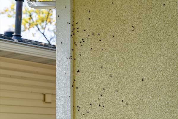 Boxelder Beetles