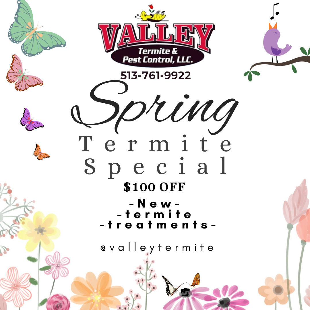 Spring Termite Special