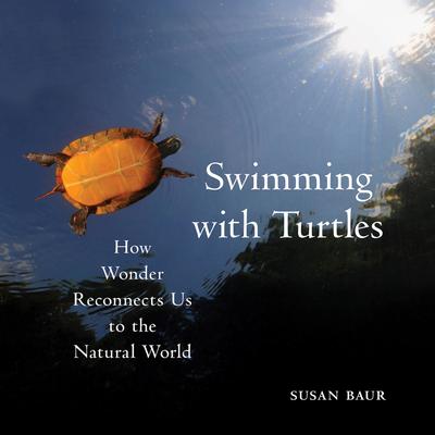 Swimming with Turtles