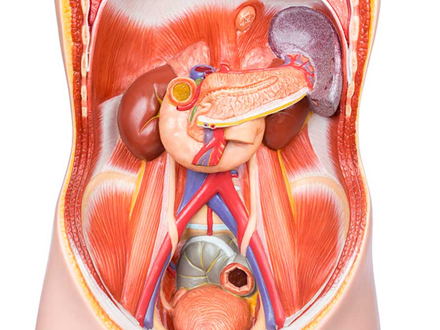 Abdomen