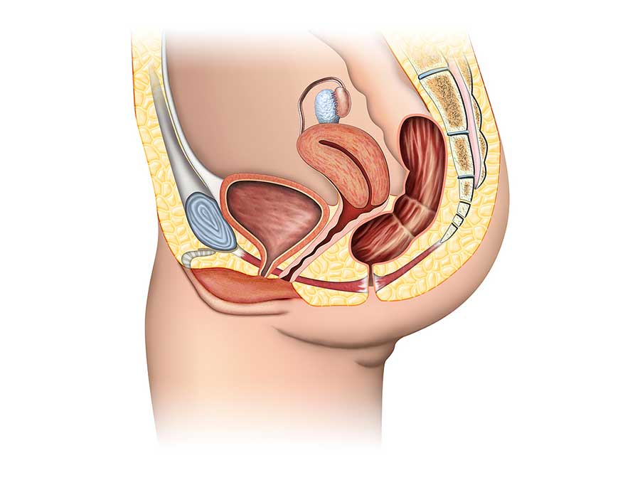 Pelvis/Endovaginal