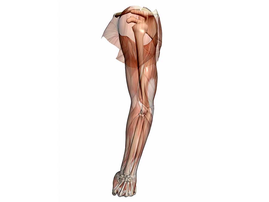 Upper Extremities
