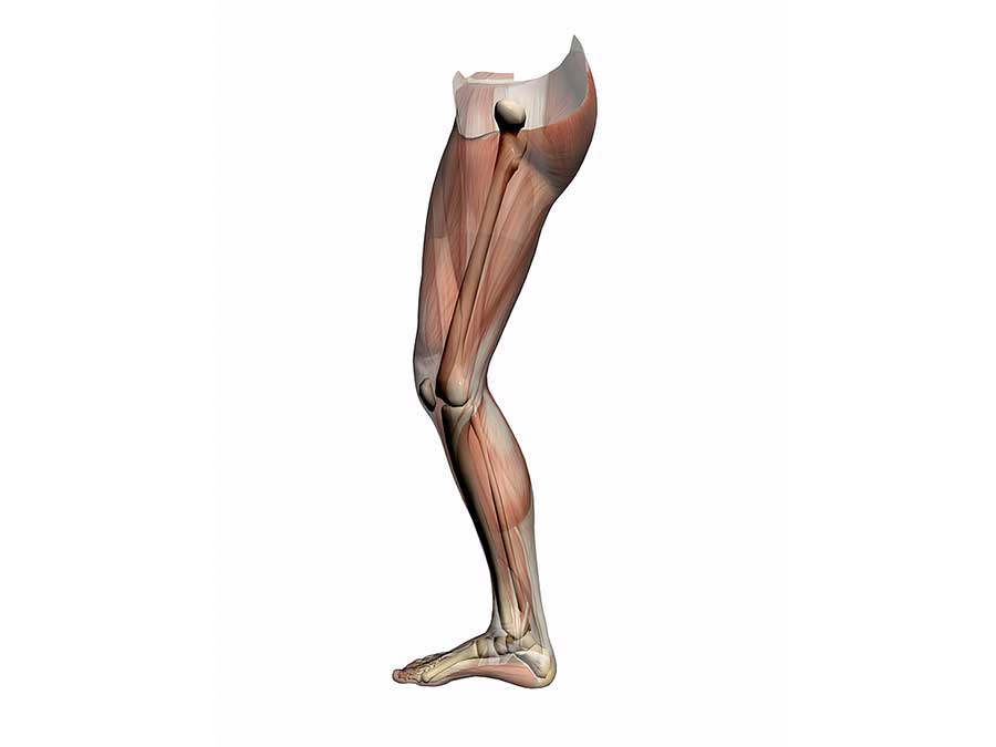 Lower Extremities