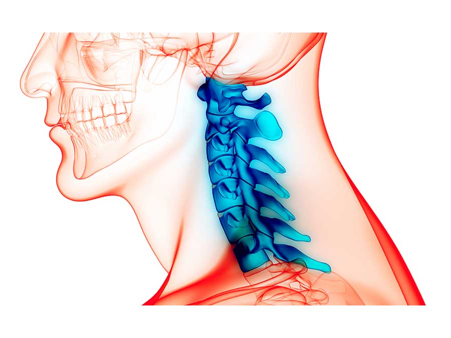 Neck